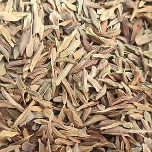 100 Loroco Seeds Semillas de Loroco